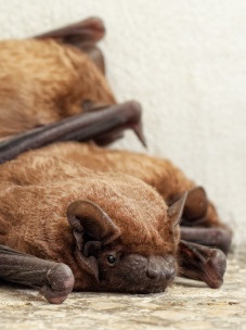 California bat removal