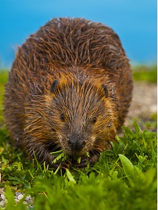 California beaver trapping