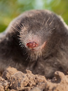 California mole trapping