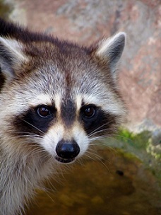 Raccoon removal Anaheim, CA.