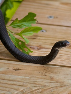 Snake removal Anaheim, CA.